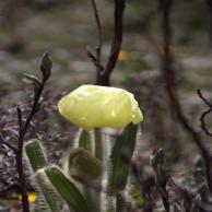 images/images/HM_gallery/Cordyceps_sinensis_tibet_flower.jpg